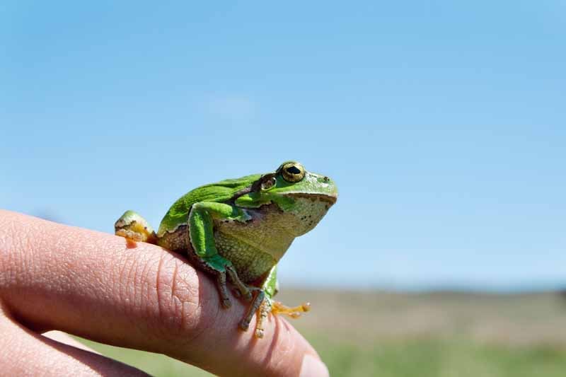 green-frog