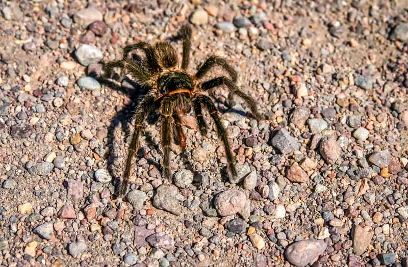 hairy-patagonian-spider