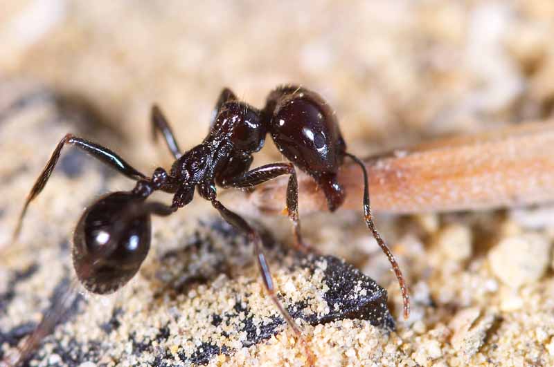 little-ant