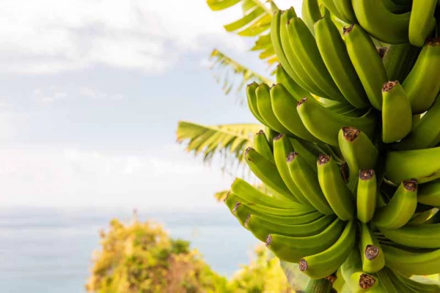 Are Wild Bananas Edible
