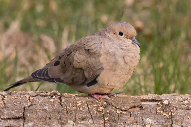 Do Mourning Doves Coo at Night