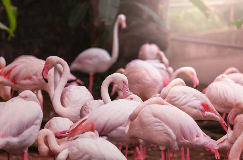 What Makes Flamingos Pink