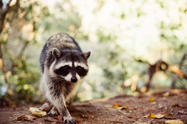 cute-wild-raccoon