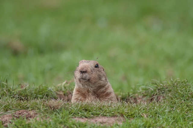A groundhog taking a peek