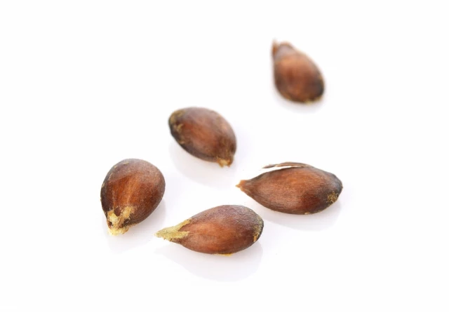 Apple Seeds