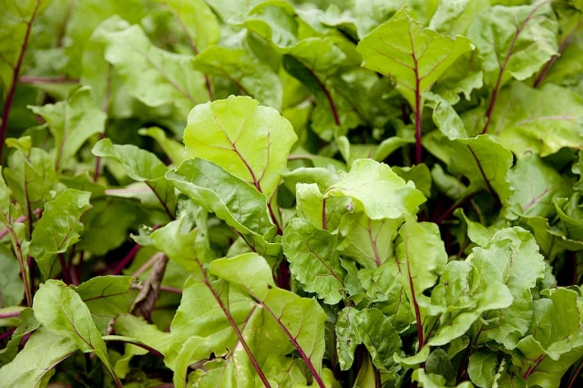 Beet Tops and Leaves