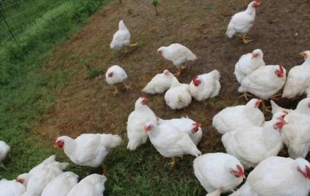 Cornish Cross Chicken