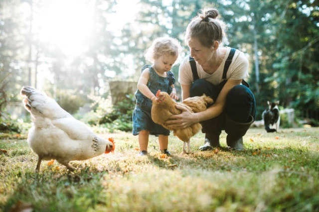 Family With Chickens at Small Home