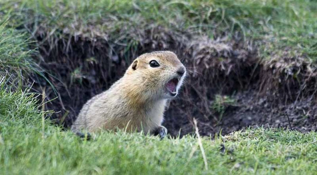 Gopher sticks his head out hole