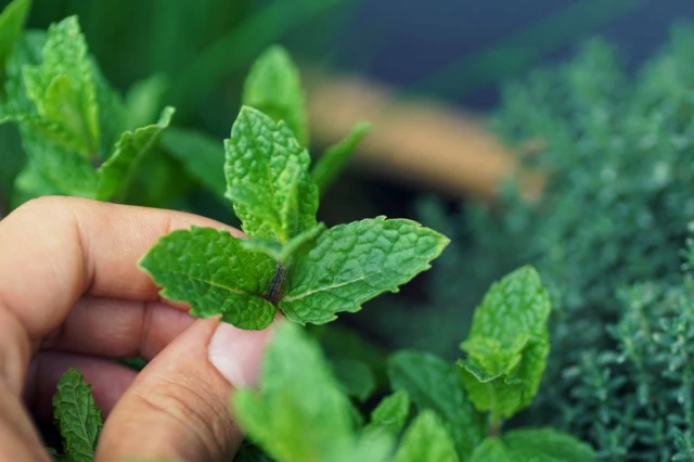 Man Grip the mint leaves