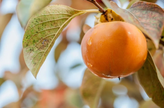 Persimmon Fruit on a Branch