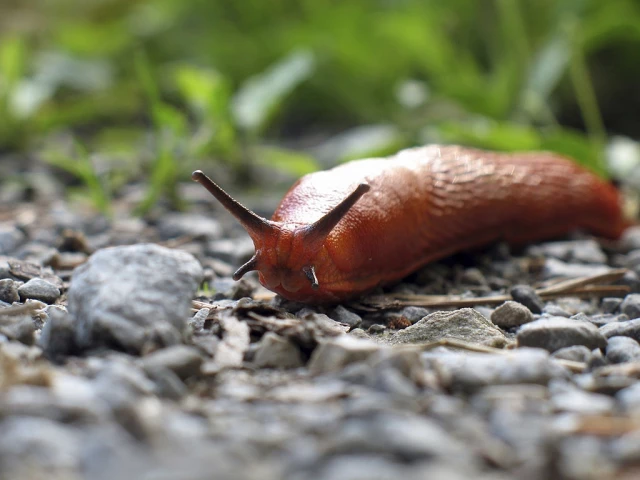 Red slug approaching