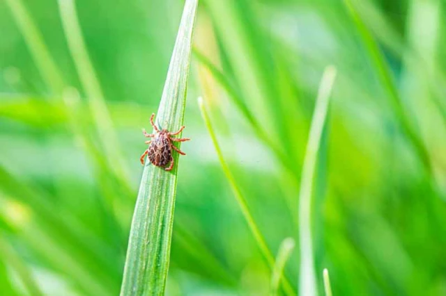 Tick Insect on Green Grass