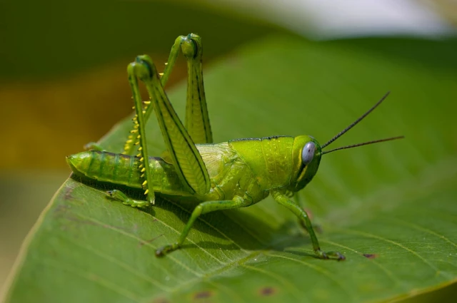 bright green grasshopper on an leaf