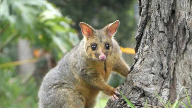 brushtail-possum