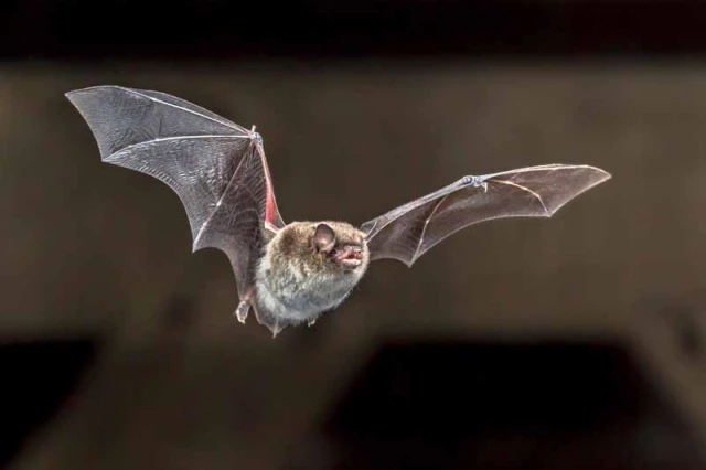 flying-daubentons-bat