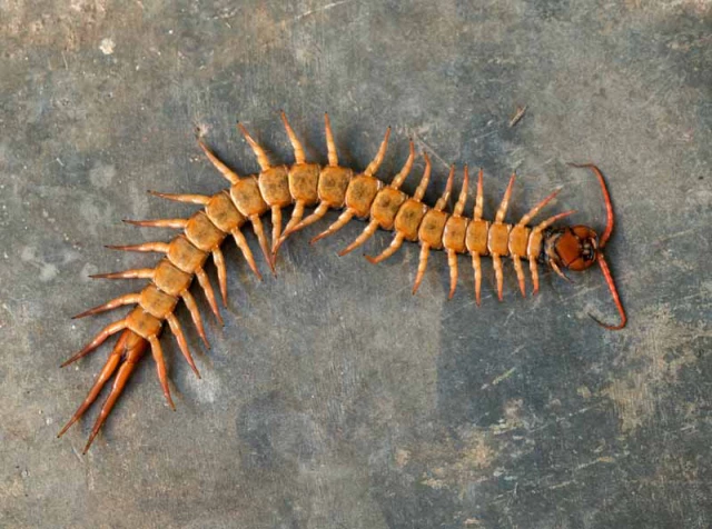 giant-centipede-on-cement-floor