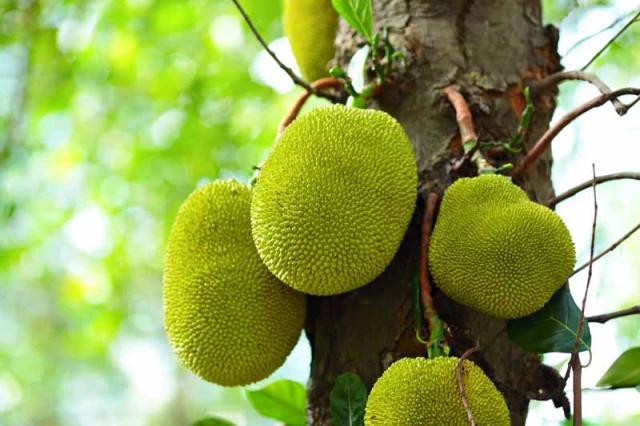 jackfruit-on-tree