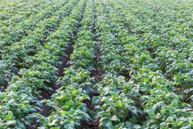 potato-leaves