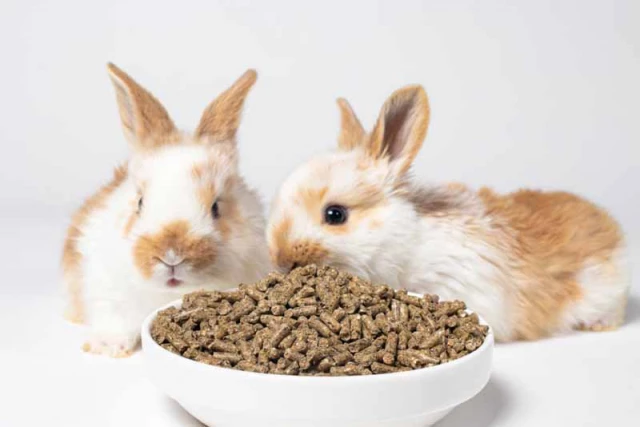 rabbits eat feed from a plate