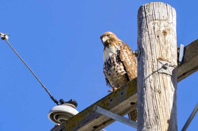 red-tailed-hawk