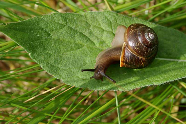 snail-on-the-green-leaf