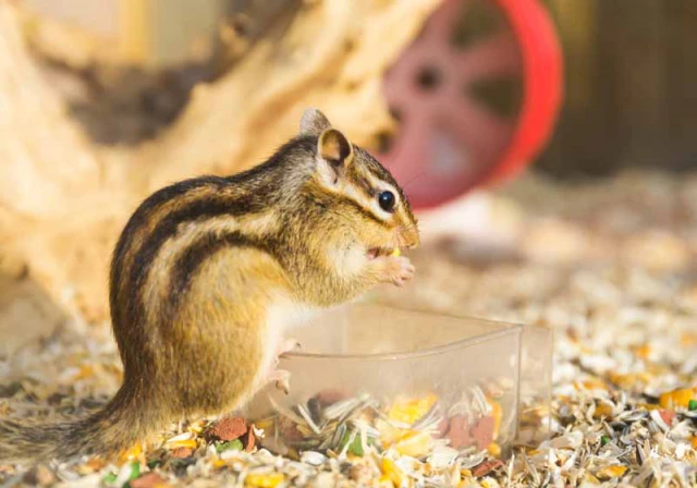 squirrel eating