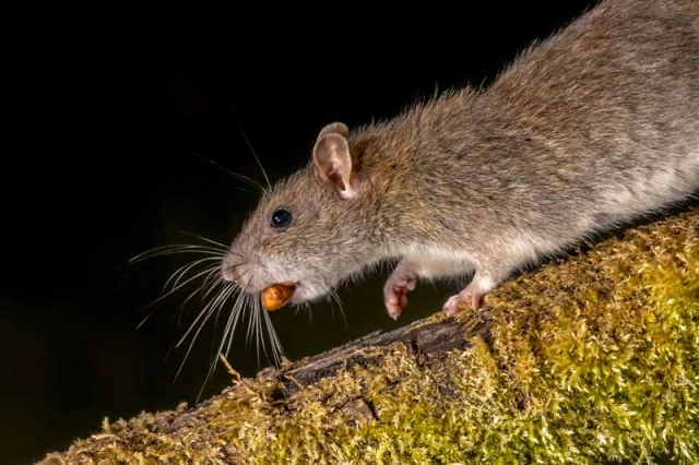 wild-brown-rat-with-nut