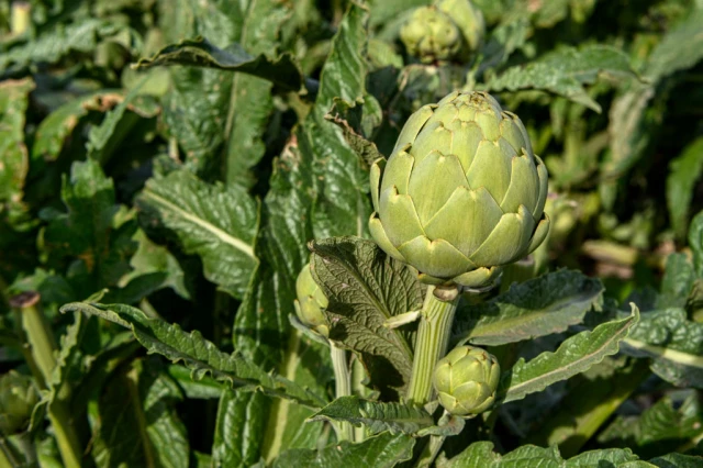 Artichokes Leaves