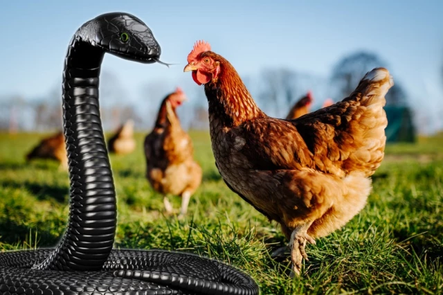 Black Snakes VS Chickens