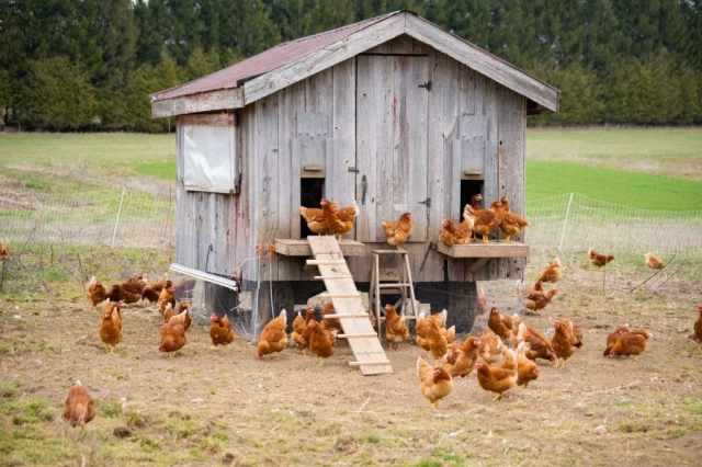 Chickens Coop