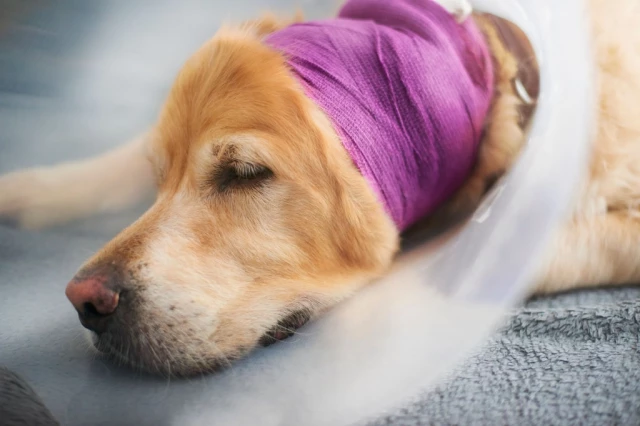 Sleeping dog in bandage