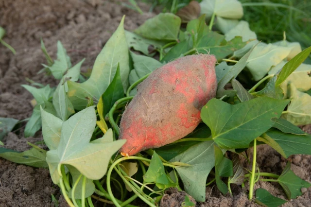 Sweet Potato Leaves