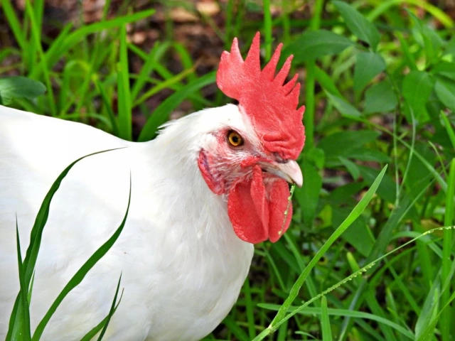 White Rooster eating grass