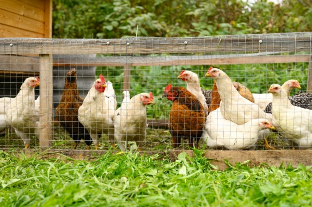 Backyard Chickens Eat