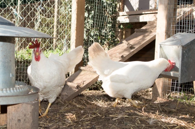 Care for Leghorn Chickens