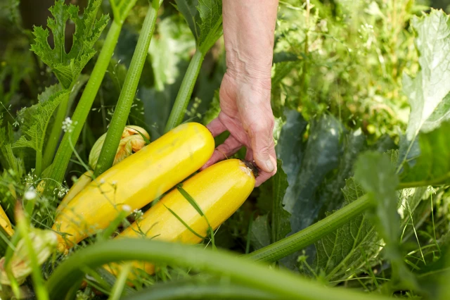 Chickens Eat Squash Plants