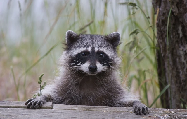 Cute Raccoon