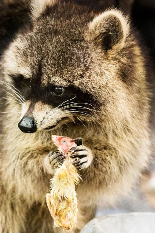Raccoon Eating Chickens
