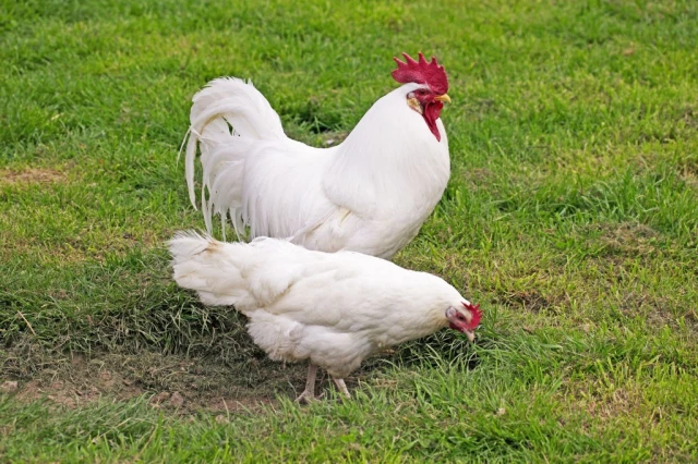 White Leghorn, Domestic Chicken