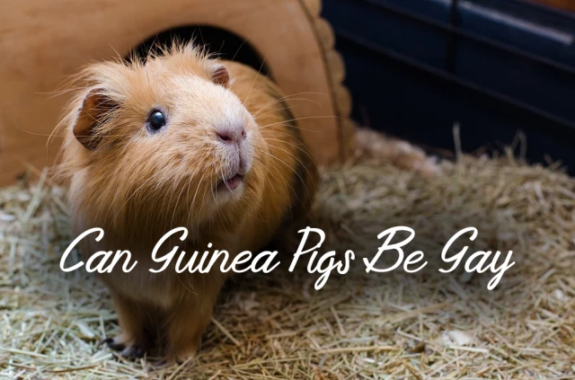 Can Guinea Pigs Be Gay