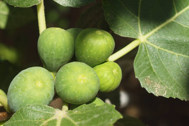 Unripe Figs