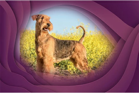 1. Airedale Terrier