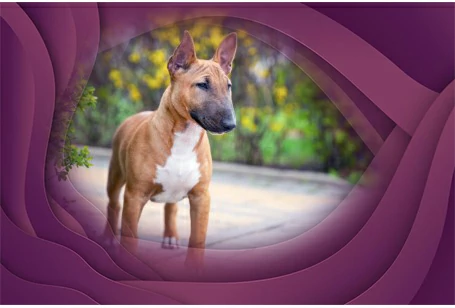 10. Miniature Bull Terrier