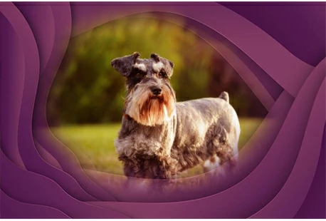 11. Miniature Schnauzer