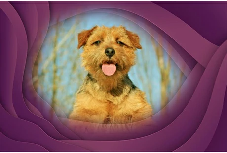 12. Norfolk Terrier