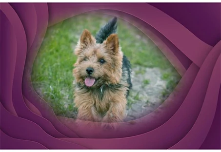 13. Norwich Terrier