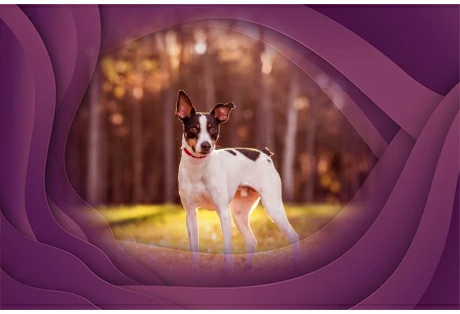 15. Rat Terrier