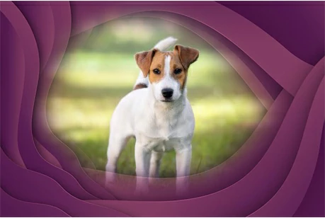 16. Russell Terrier