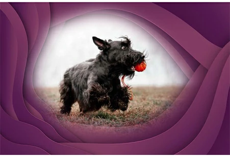 17. Scottish Terrier